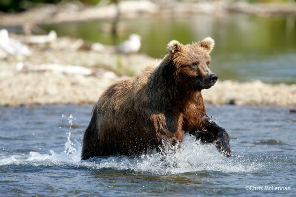 Beren in Katmai NP, rondreis Alaska en Yukon - opDroomreis.nu