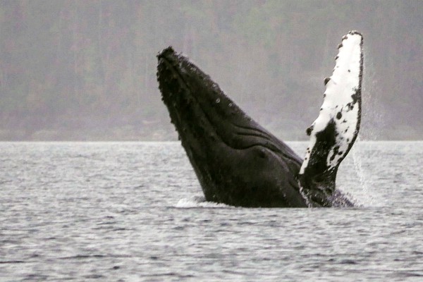 Vancouver Island, walvis, rondreis West-Canada - opDroomreis.nu