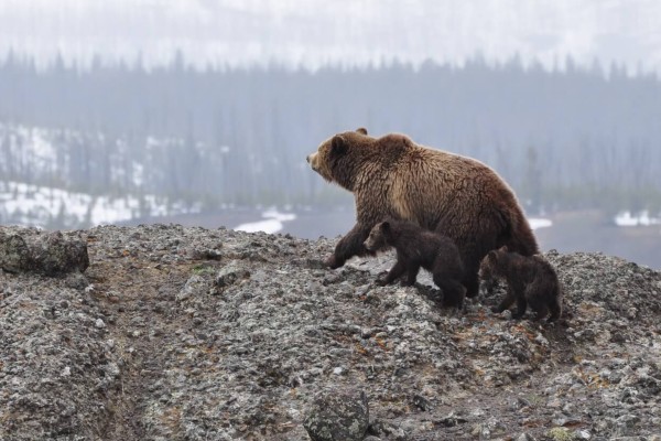 Yellowstone NP, berenfamilie, rondreis Amerika - opDroomreis.nu