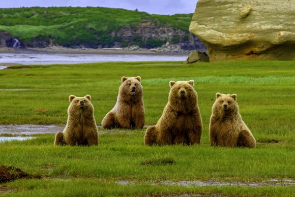 Katmai NP, beren | Reisverhalen Alaska | lees ervaringen van anderen | opDroomreis.nu