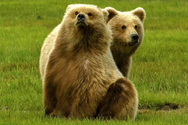 Katmai NP, beren | Reisverhalen Alaska | lees ervaringen van anderen | opDroomreis.nu