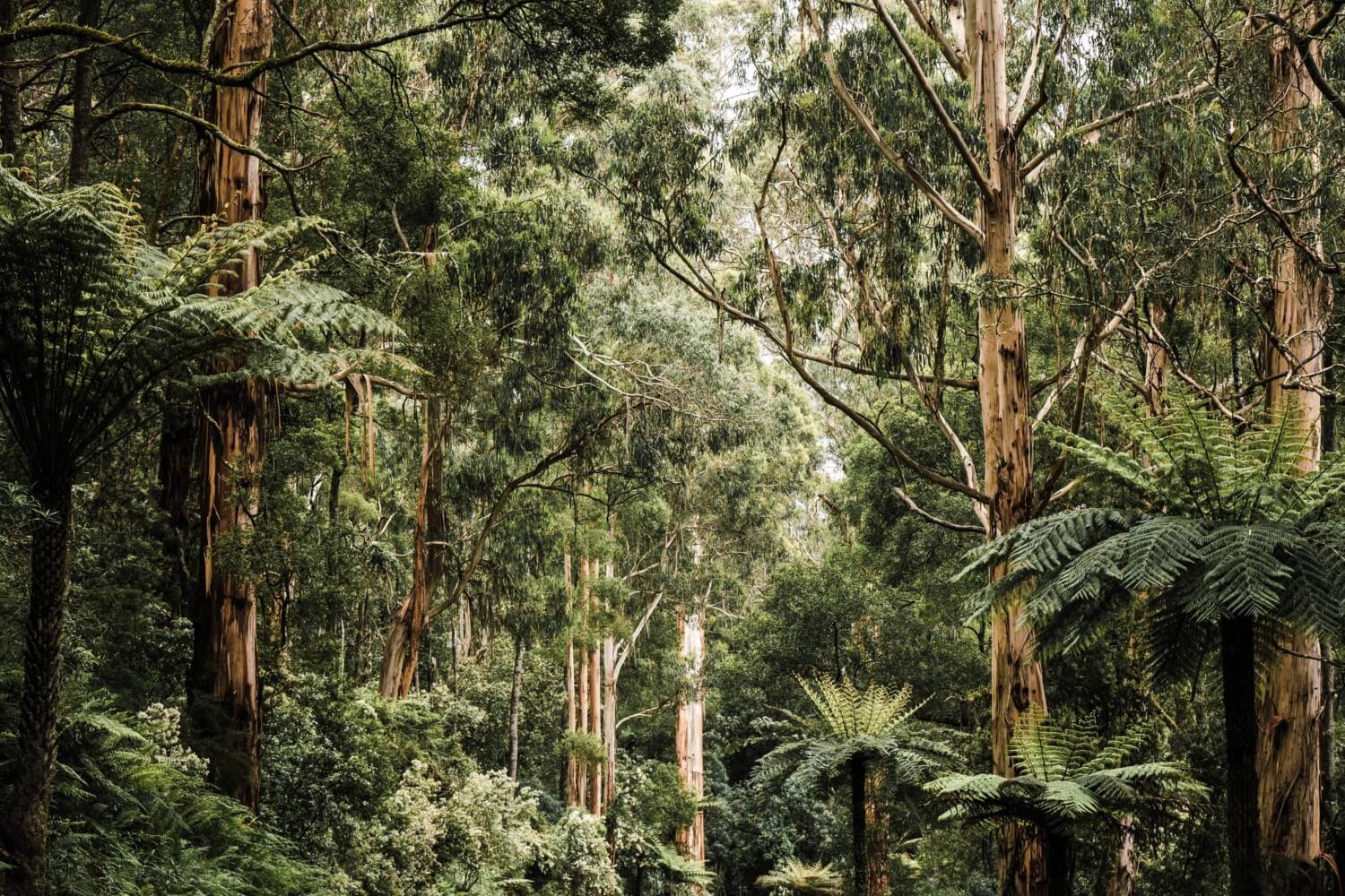 Cape Otway NP, road - rondreis Australië, opDroomreis.nu