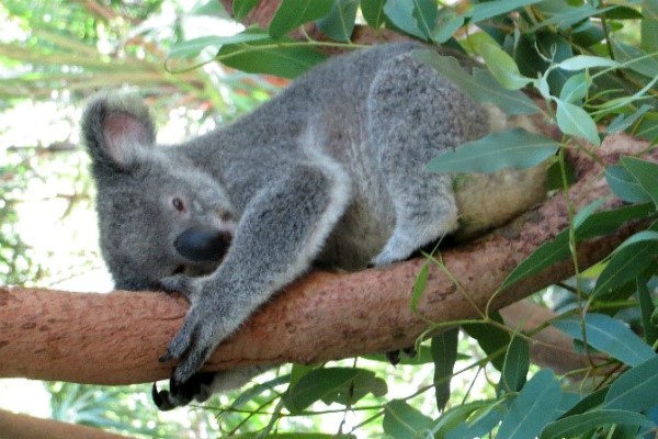 Koala, recensie reis Australië en Nieuw-Zeeland - rondreis Australië en Nieuw-Zeeland, opDroomreis.nu