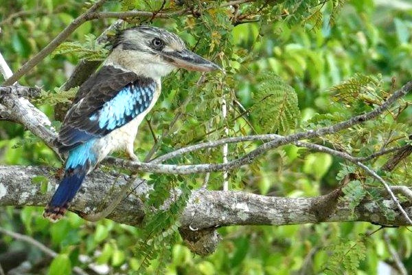 Kookaburra, Northern Territory Australië, recensie reis Australië - rondreis Australië, opDroomreis.nu