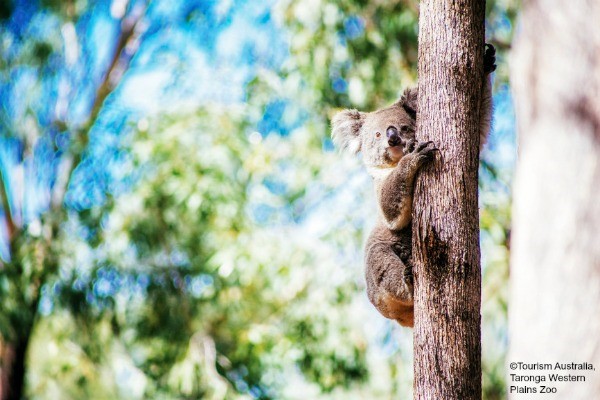 Sydney, Taronga Zoo - rondreis Australië, opDroomreis.nu
