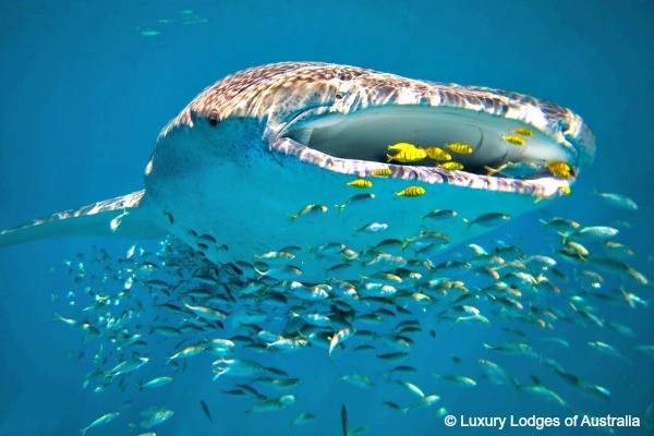 Ningaloo Reef, whaleshark - rondreis Australië, opDroomreis.nu