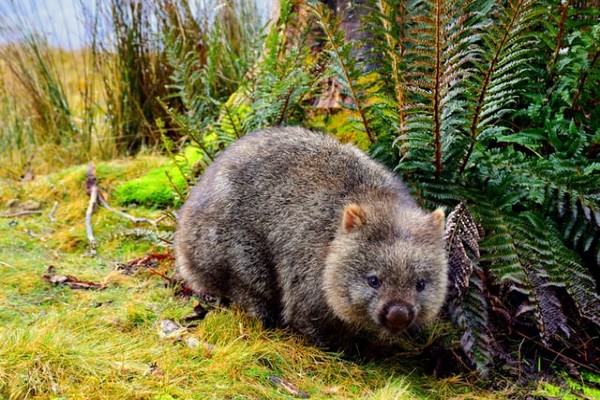 Tasmanië, wombat - rondreis Australië, opDroomreis.nu