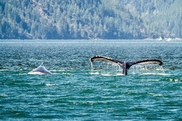 Review rondreis West-Canada - Campbell River Whale Watching - opDroomreis.nu