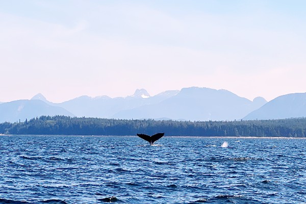 Review rondreis West-Canada - Whale Watching - opDroomreis.nu