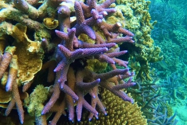 Review rondreis Australië - Oostkust, Reefsleep - snorkelen bij Hardy Reef, Bos - opDroomreis.nu