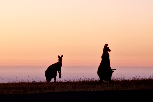 Review rondreis Australië - Victoria, kangoeroes tijdens zonsondergang, van Loo- opDroomreis.nu
