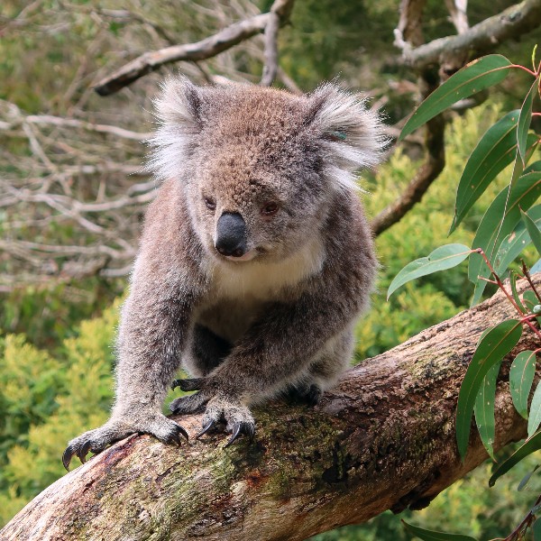 Review rondreis Australië - Victoria, koala, Beelen - opDroomreis.nu