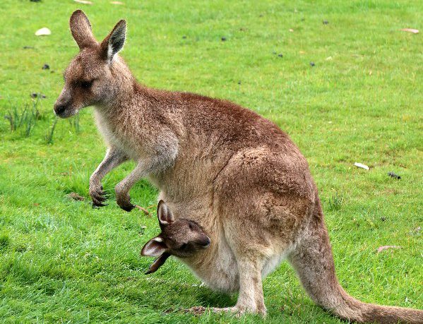 Review rondreis Australië - Victoria, kangoeroe met joey, Beelen - opDroomreis.nu