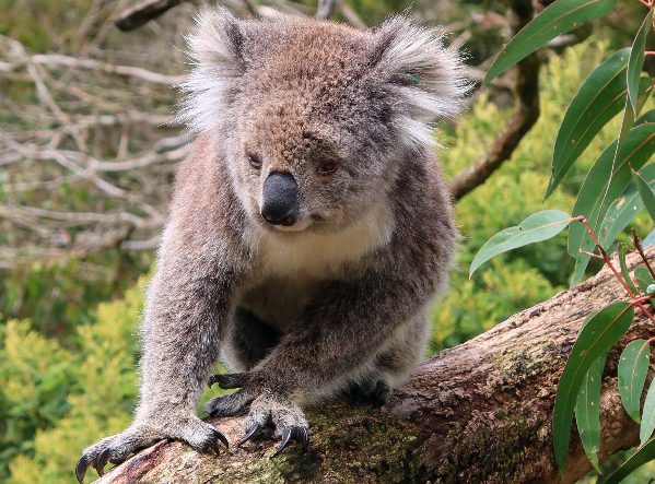 Review rondreis Australië - Victoria, koala, Beelen - opDroomreis.nu