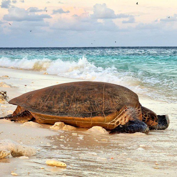 Review rondreis Australië - Wilson Island, schildpad, van Loo- opDroomreis.nu