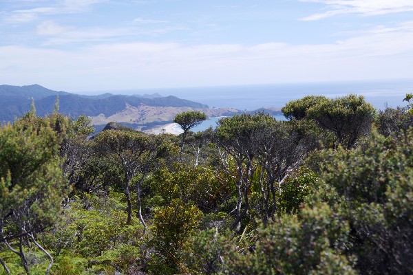 Review rondreis Nieuw-Zeeland - Great Barrier Island hike - opDroomreis.nu