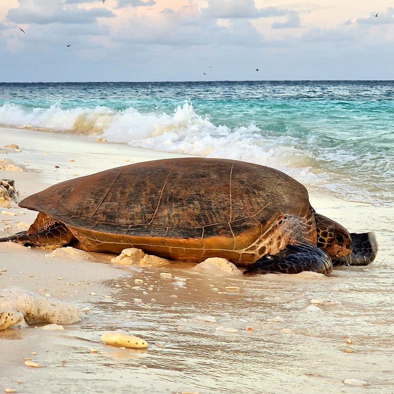 Review rondreis Australië - Wilson Island, schildpad, van Loo- opDroomreis.nu
