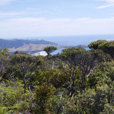Review rondreis Nieuw-Zeeland - Great Barrier Island hike - opDroomreis.nu