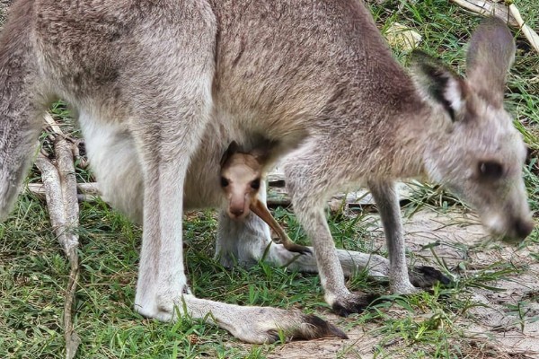 Kangoeroe joey - rondreis Nieuw-Zeeland en Australië, opDroomreis.nu