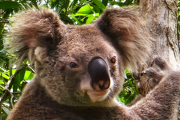Koala - rondreis Nieuw-Zeeland en Australië, opDroomreis.nu