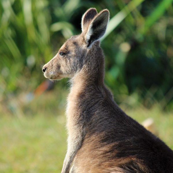 North Stradbroke Island - rondreis Australië, opDroomreis.nu