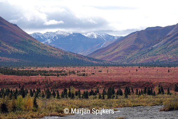 Denali NP herfstkleuren, review reis Alaska - opDroomreis.nu