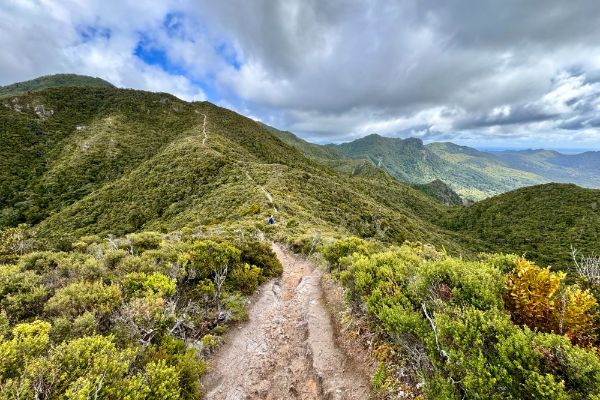 Great Barrier Island Mt Hobson track, review reis Nieuw-Zeeland - opDroomreis.nu