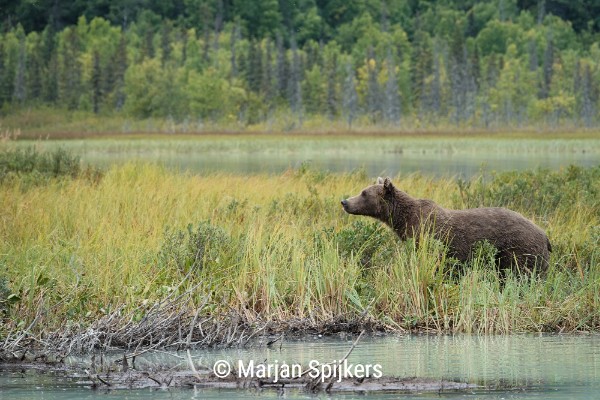 Redoubt Bay Lodge, review reis Alaska - opDroomreis.nu