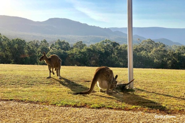 Boroka Downs, The Grampians, Victoria - rondreis Australië - opDroomreis.nu