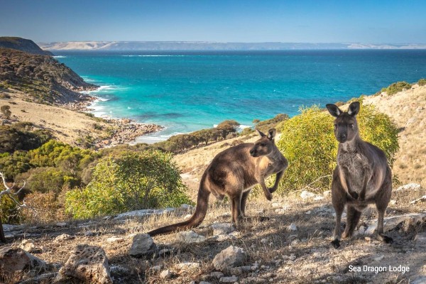 Sea Dragon Lodge, Kangaroo Island, South Australia - rondreis Australië - opDroomreis.nu