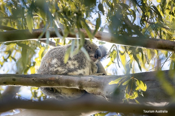 Sea Shanties, koala - North Stradbroke Island, rondreis Australië - opDroomreis.nu