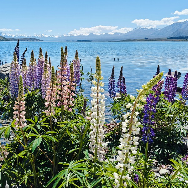 Lupines, Mt Cook - review rondreis Nieuw-Zeeland, opDroomreis.nu