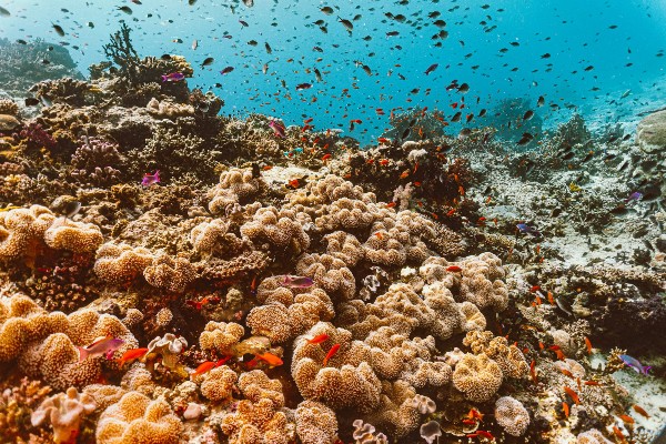 Rondreis Fiji - Fiji Coral - opDroomreis.nu