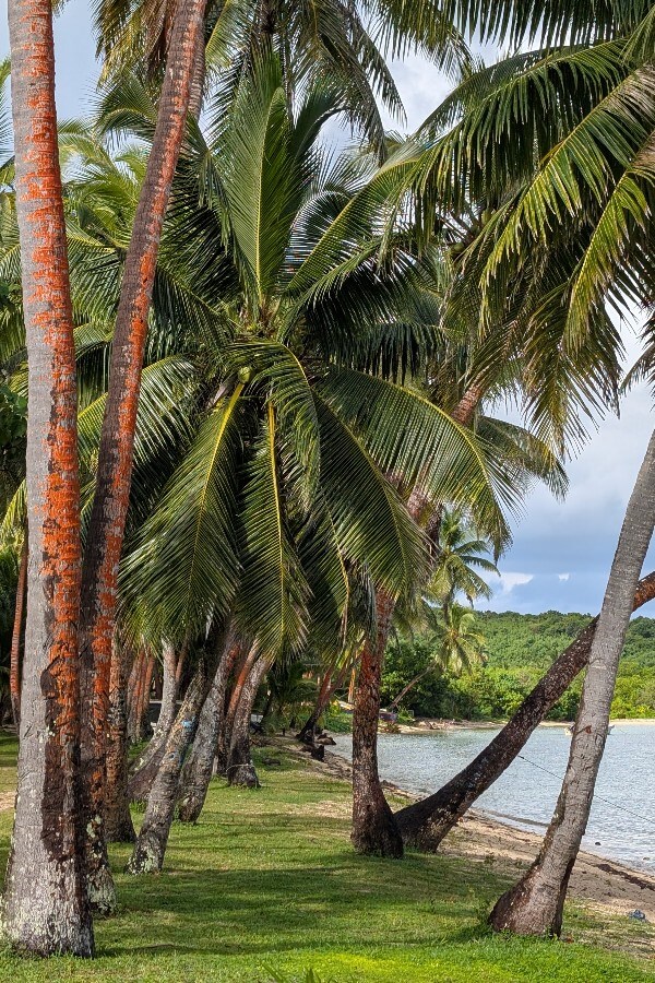 Rondreis Fiji - village visit palm trees - opDroomreis.nu