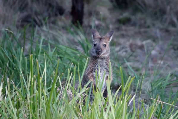 wallaby - review rondreis Australië, opDroomreis.nu