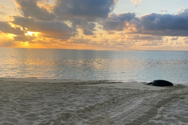 Review Rondreis Australië | schildpad op het strand bij Heron Island