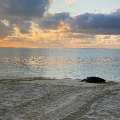 Review Rondreis Australië | schildpad op het strand bij Heron Island