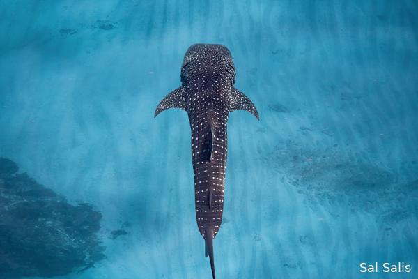 Walvishaai zwemmend in helderblauw water bij Ningaloo Reef, Western Australia
