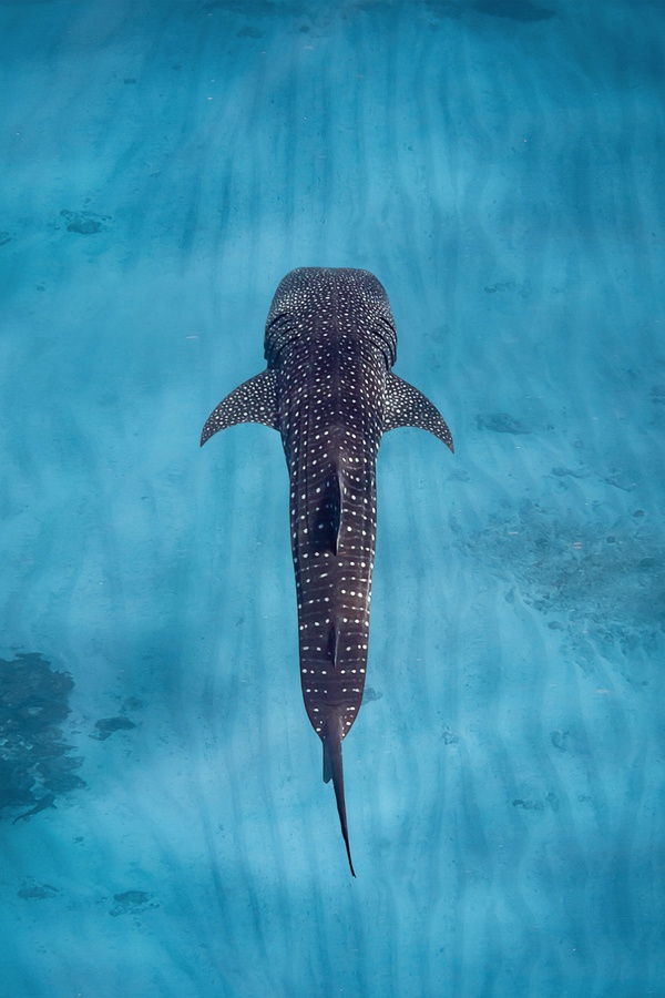 Walvishaai zwemmend in helderblauw water bij Ningaloo Reef, Western Australia