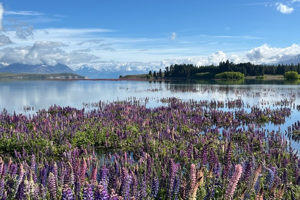 paarse lupines aan meer, Lake Tekapo – review, rondreis Nieuw-Zeeland, opDroomreis.nu