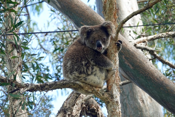 Wakkere koala in eucalyptusboom in Australië