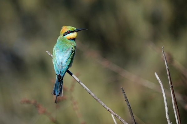 Regenboogbijeneter met felle kleuren op dunne tak