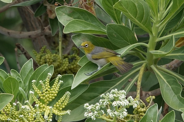 Grijsrugbrilvogel tussen groene bladeren in Australië