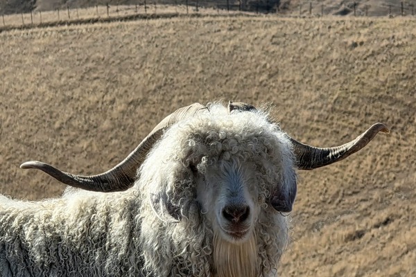 Harig schaap in de heuvels bij Blenheim tijdens een rondreis door Nieuw-Zeeland – opDroomreis.nu