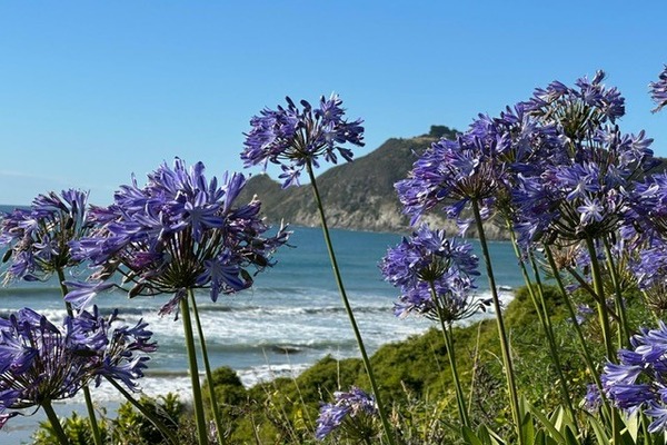 Paarse bloemen aan de kust van de Westkust op het Zuidereiland tijdens een rondreis door Nieuw-Zeeland – opDroomreis.nu