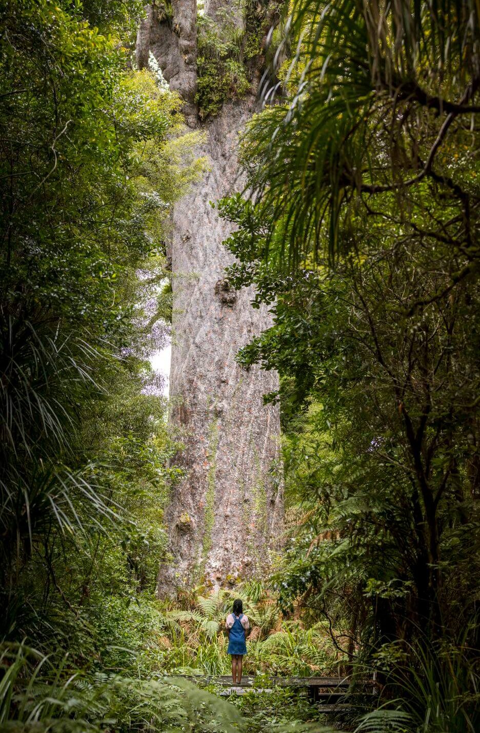 deze gigantische kauri boom in het Waipoua Forest kom je tegen tijdens de rondreis Nieuw Zeeland 6 weken