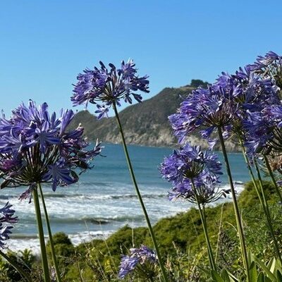 Paarse bloemen aan de kust van de Westkust op het Zuidereiland tijdens een rondreis door Nieuw-Zeeland – opDroomreis.nu