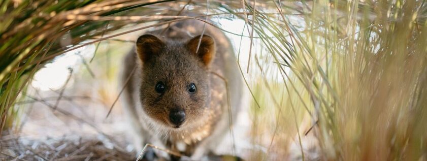 Een quokka verstopt zich op Rottnest Island te zien tijdens een rondreis door West Australië